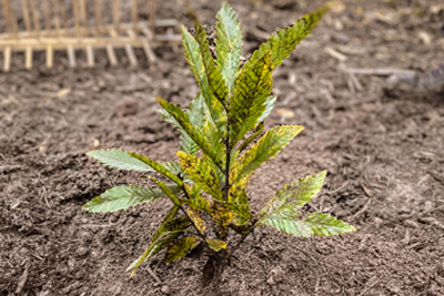 tree-planting-carousel-image